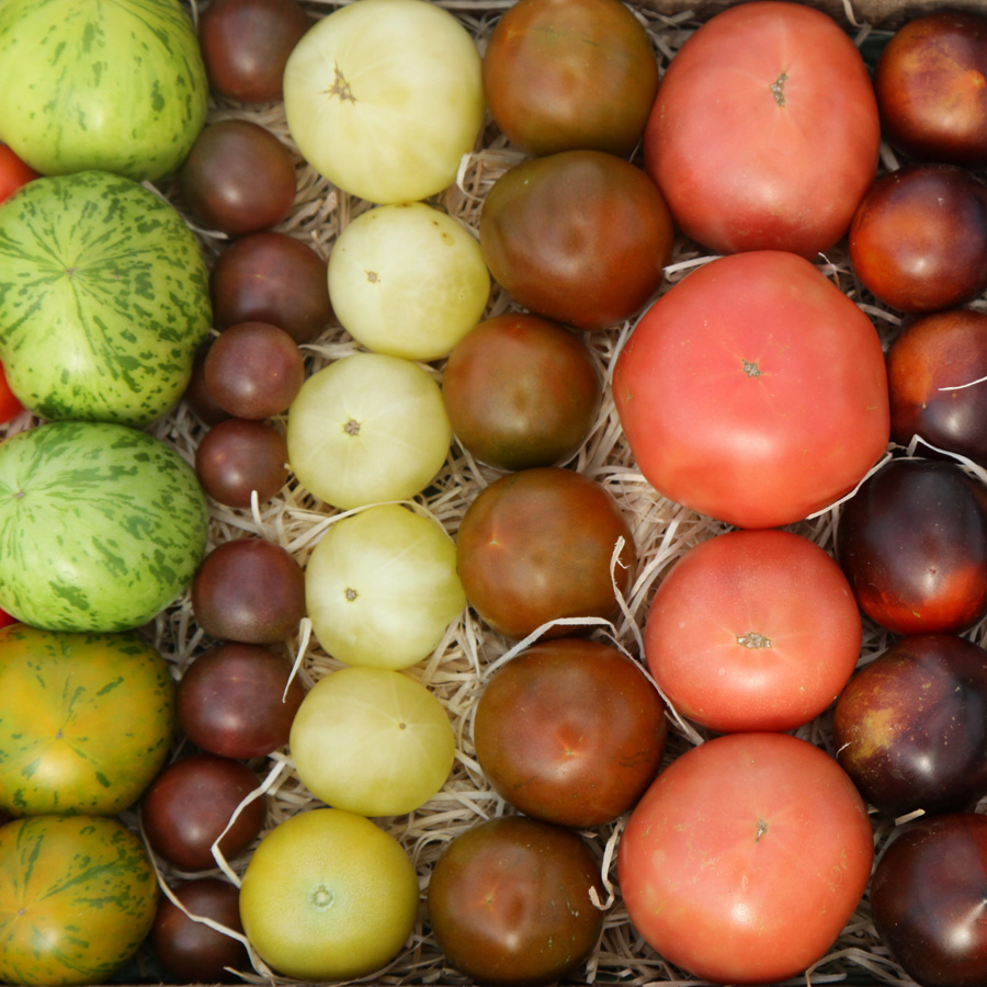 Tomaten<span>Über 100 verschiedene Sorten</span>