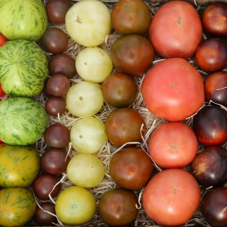 Tomatenraritäten<span>Tomaten</span>